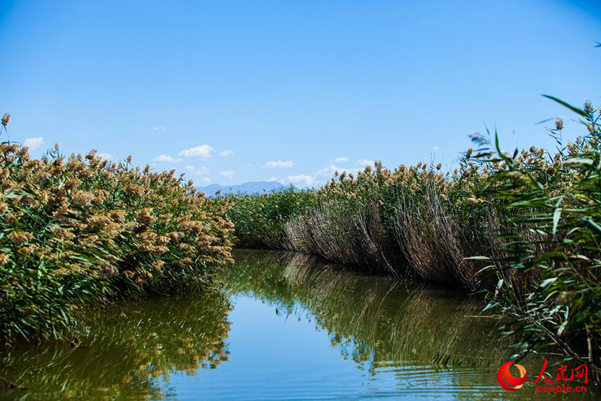 經(jīng)過(guò)治理的烏梁素海風(fēng)景秀美，蘆葦搖曳生姿。人民網(wǎng) 孟佳澍攝